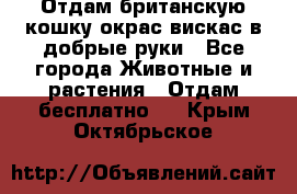 Отдам британскую кошку окрас вискас в добрые руки - Все города Животные и растения » Отдам бесплатно   . Крым,Октябрьское